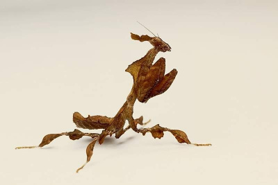 Богомол призрак